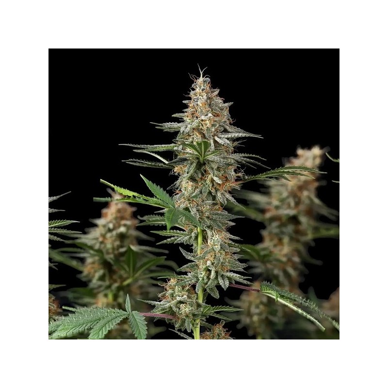 Mexican Rush semi cannabis Royal Queen Seeds