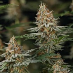Mexican Rush semi cannabis Royal Queen Seeds