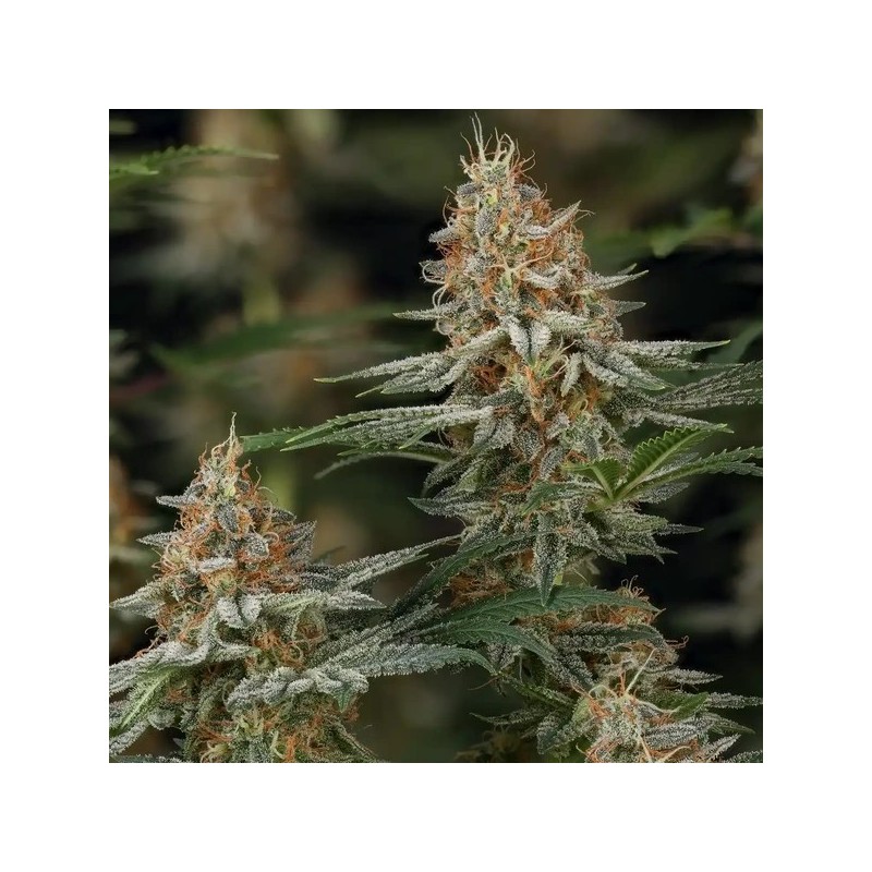 Mexican Rush semi cannabis Royal Queen Seeds