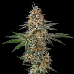 Mexican Rush semi cannabis Royal Queen Seeds