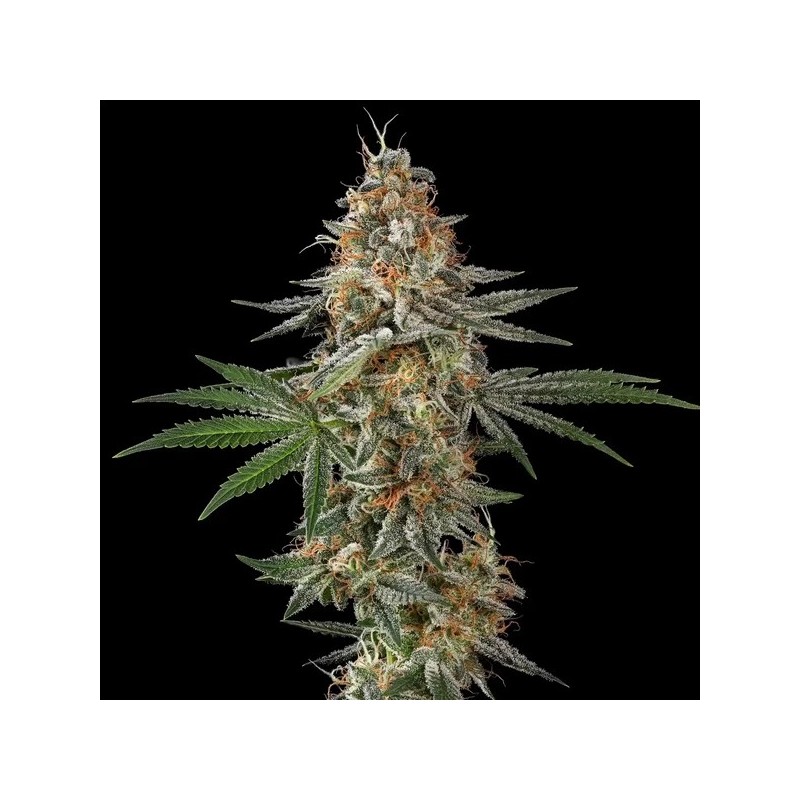 Mexican Rush semi cannabis Royal Queen Seeds