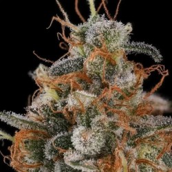 Mexican Rush semi cannabis Royal Queen Seeds