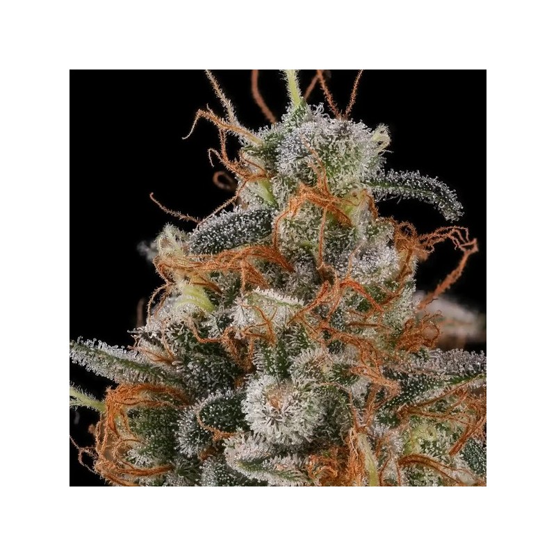 Mexican Rush semi cannabis Royal Queen Seeds