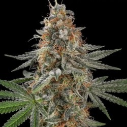 Mexican Rush semi cannabis Royal Queen Seeds