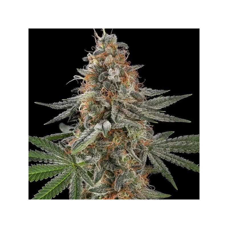 Mexican Rush semi cannabis Royal Queen Seeds