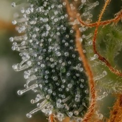 Mexican Rush semi cannabis Royal Queen Seeds