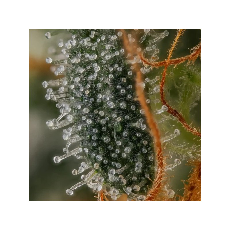 Mexican Rush semi cannabis Royal Queen Seeds