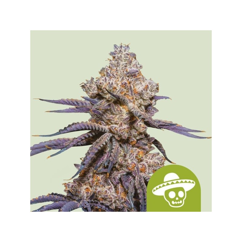 Mexican Rush Auto semi cannabis Royal Queen Seeds