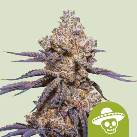 Mexican Rush Auto semi cannabis Royal Queen Seeds