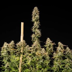 Mexican Rush Auto semi cannabis Royal Queen Seeds