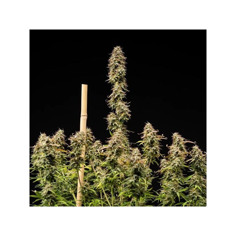 Mexican Rush Auto semi cannabis Royal Queen Seeds