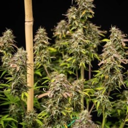 Mexican Rush Auto semi cannabis Royal Queen Seeds