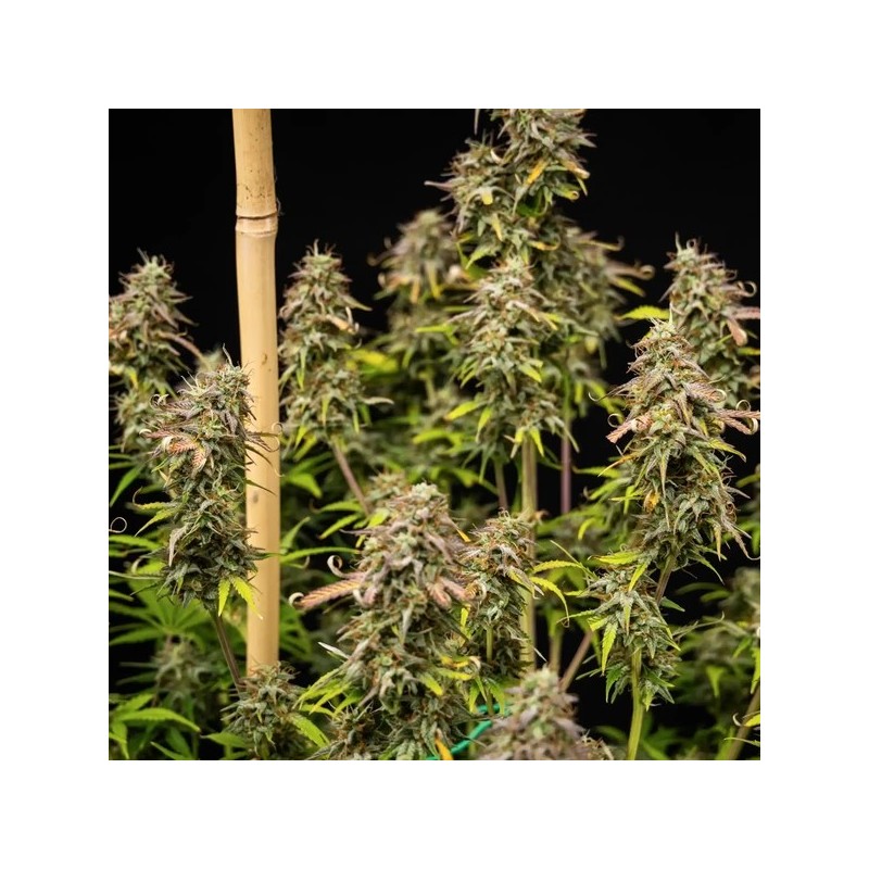 Mexican Rush Auto semi cannabis Royal Queen Seeds
