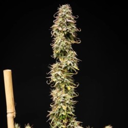 Mexican Rush Auto semi cannabis Royal Queen Seeds