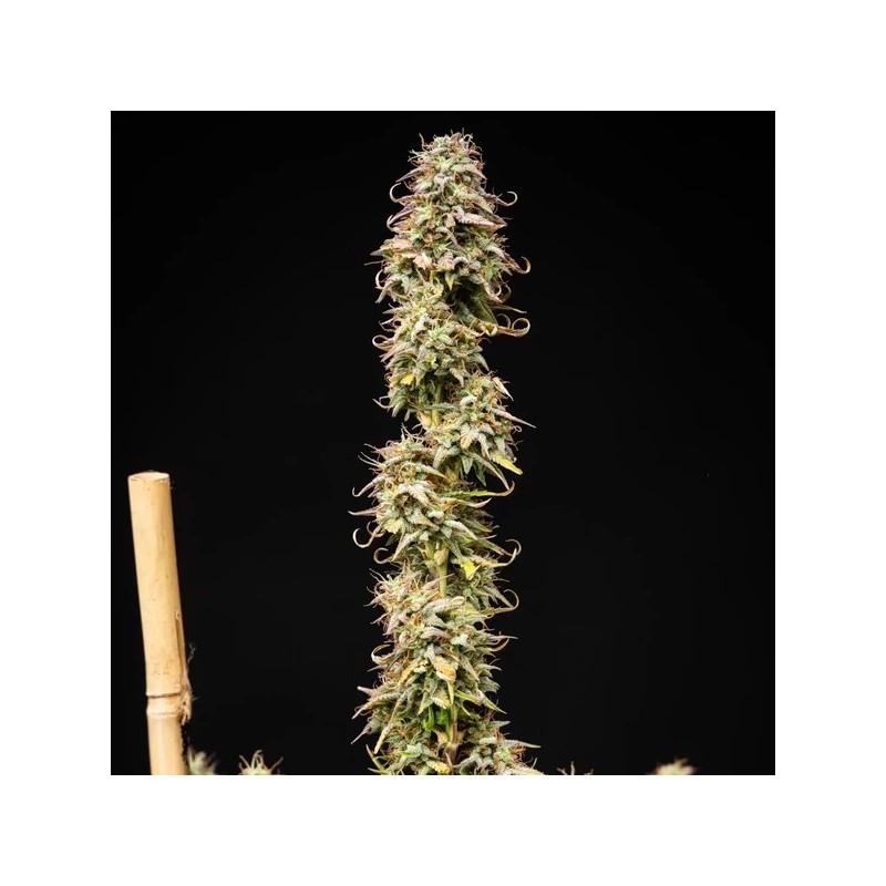 Mexican Rush Auto semi cannabis Royal Queen Seeds