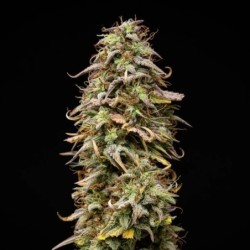 Mexican Rush Auto semi cannabis Royal Queen Seeds