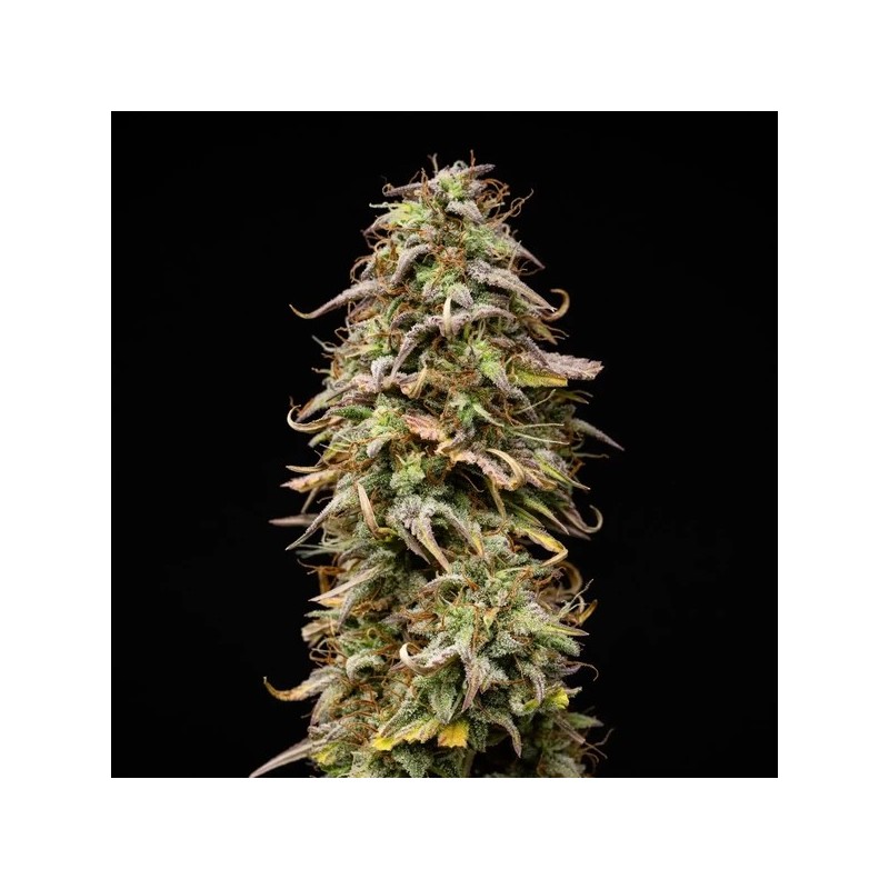 Mexican Rush Auto semi cannabis Royal Queen Seeds