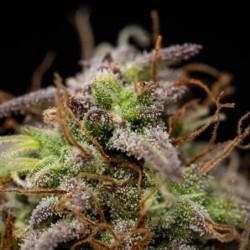 Mexican Rush Auto semi cannabis Royal Queen Seeds