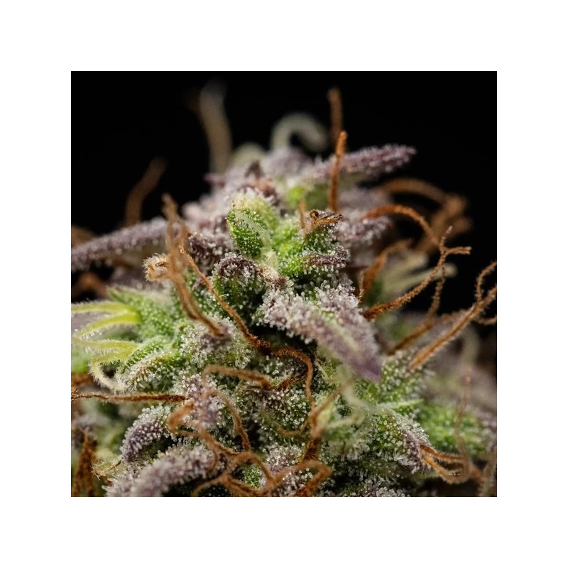 Mexican Rush Auto semi cannabis Royal Queen Seeds