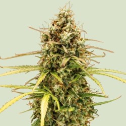 Milky Way F1 Auto semi cannabis Royal Queen Seeds