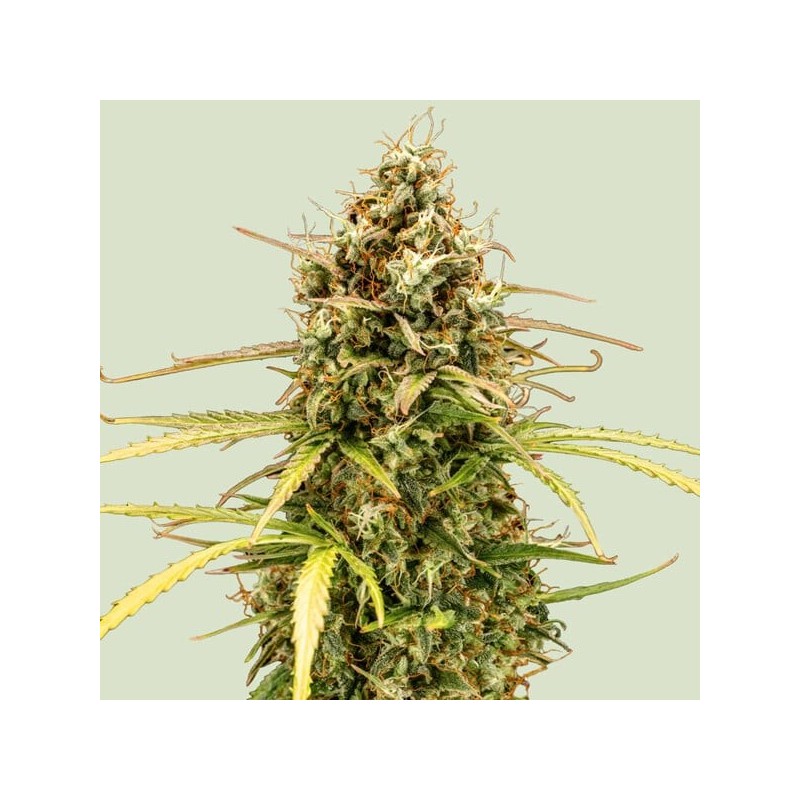 Milky Way F1 Auto semi cannabis Royal Queen Seeds