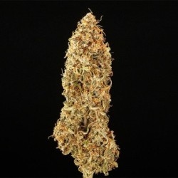 Milky Way F1 Auto semi cannabis Royal Queen Seeds