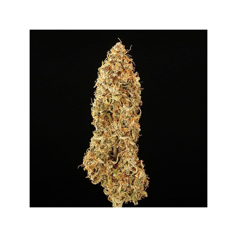 Milky Way F1 Auto semi cannabis Royal Queen Seeds