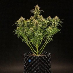 Milky Way F1 Auto semi cannabis Royal Queen Seeds