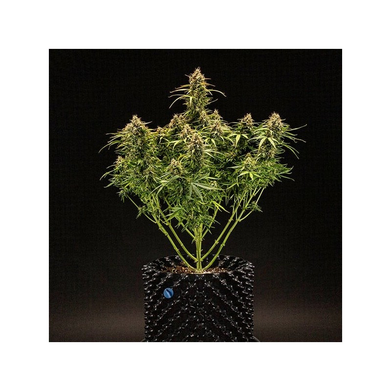 Milky Way F1 Auto semi cannabis Royal Queen Seeds