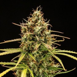Milky Way F1 Auto semi cannabis Royal Queen Seeds