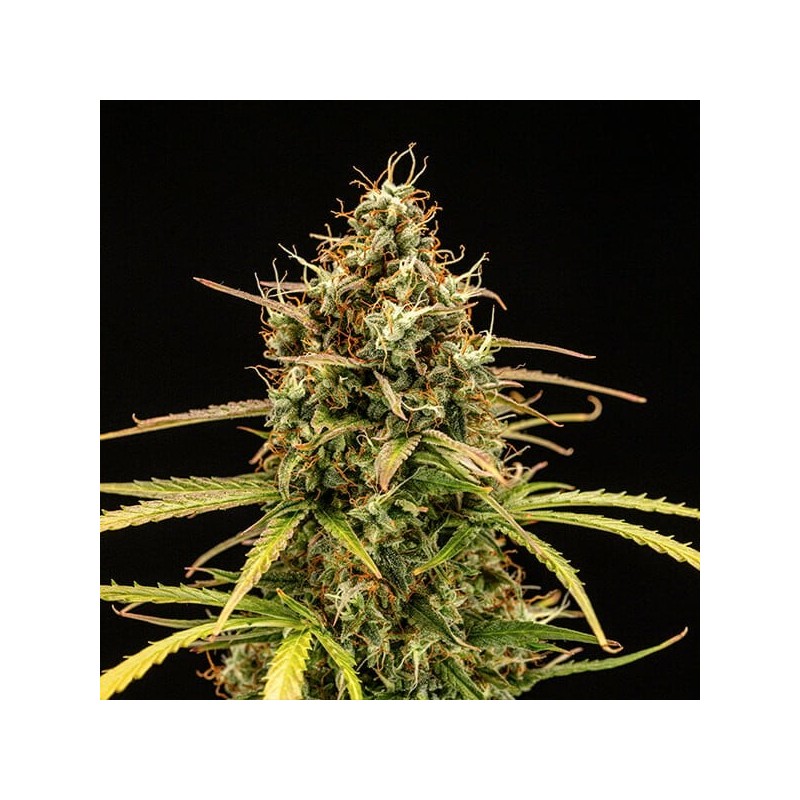Milky Way F1 Auto semi cannabis Royal Queen Seeds