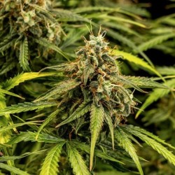Milky Way F1 Auto semi cannabis Royal Queen Seeds