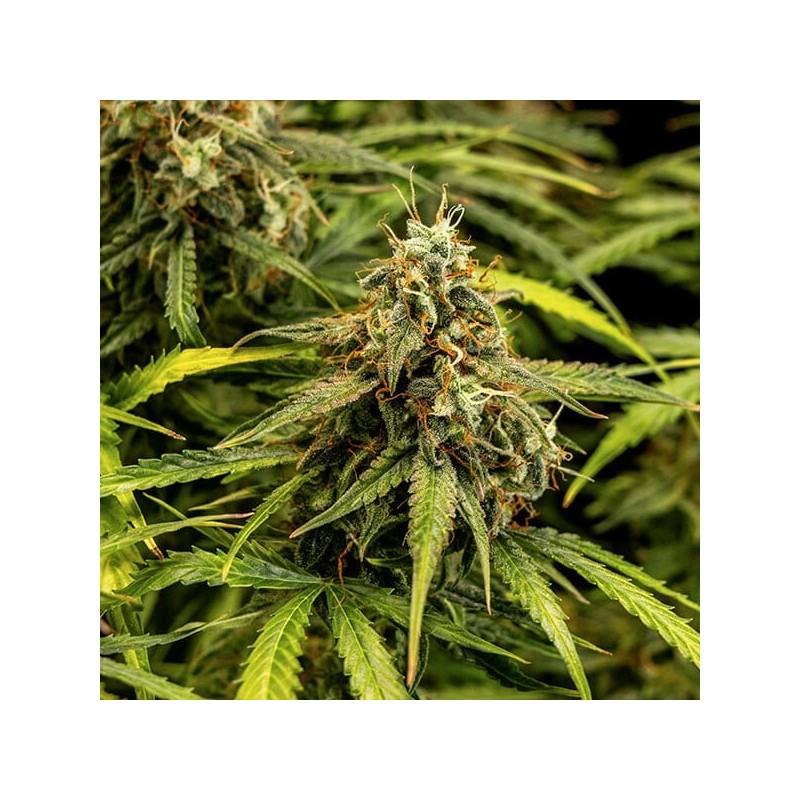 Milky Way F1 Auto semi cannabis Royal Queen Seeds