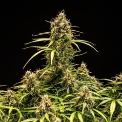 Milky Way F1 Auto semi cannabis Royal Queen Seeds