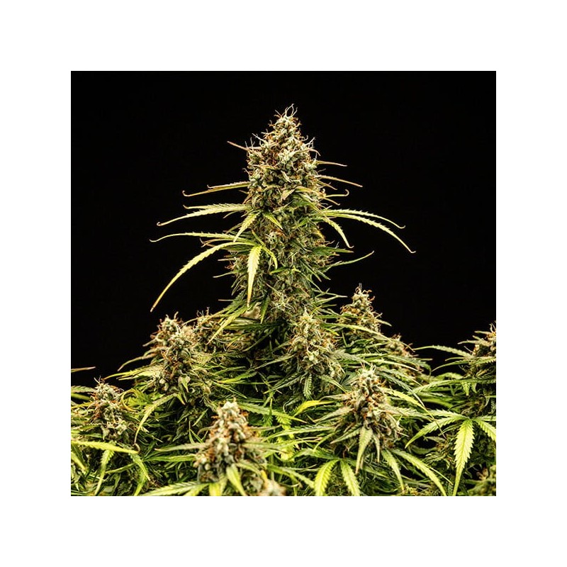 Milky Way F1 Auto semi cannabis Royal Queen Seeds