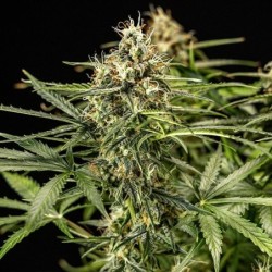 Milky Way F1 Auto semi cannabis Royal Queen Seeds