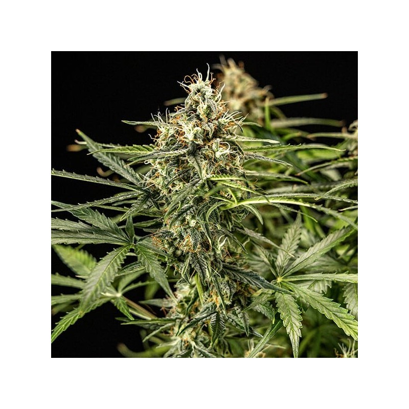 Milky Way F1 Auto semi cannabis Royal Queen Seeds