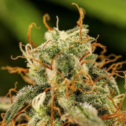 Milky Way F1 Auto semi cannabis Royal Queen Seeds