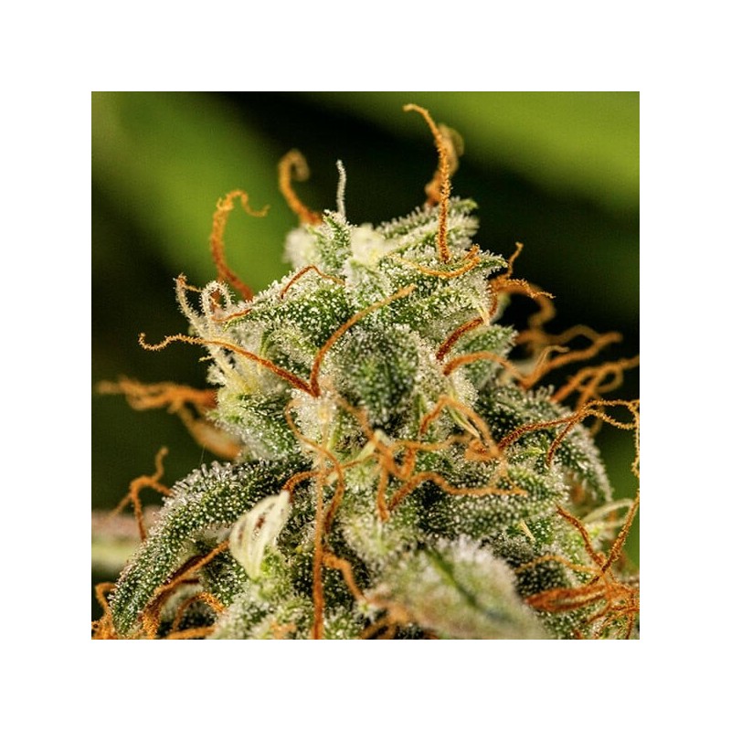 Milky Way F1 Auto semi cannabis Royal Queen Seeds