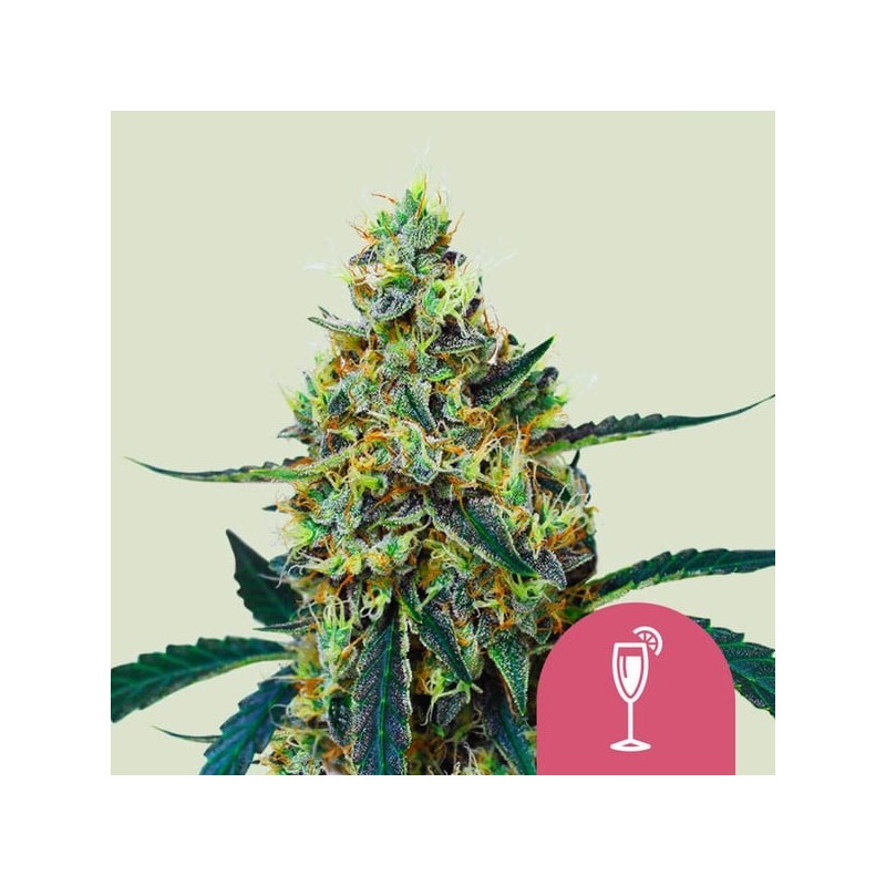 Mimosa semi cannabis Royal Queen Seeds
