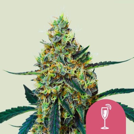 Mimosa semi cannabis Royal Queen Seeds