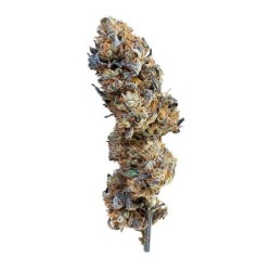 Mimosa semi cannabis Royal Queen Seeds