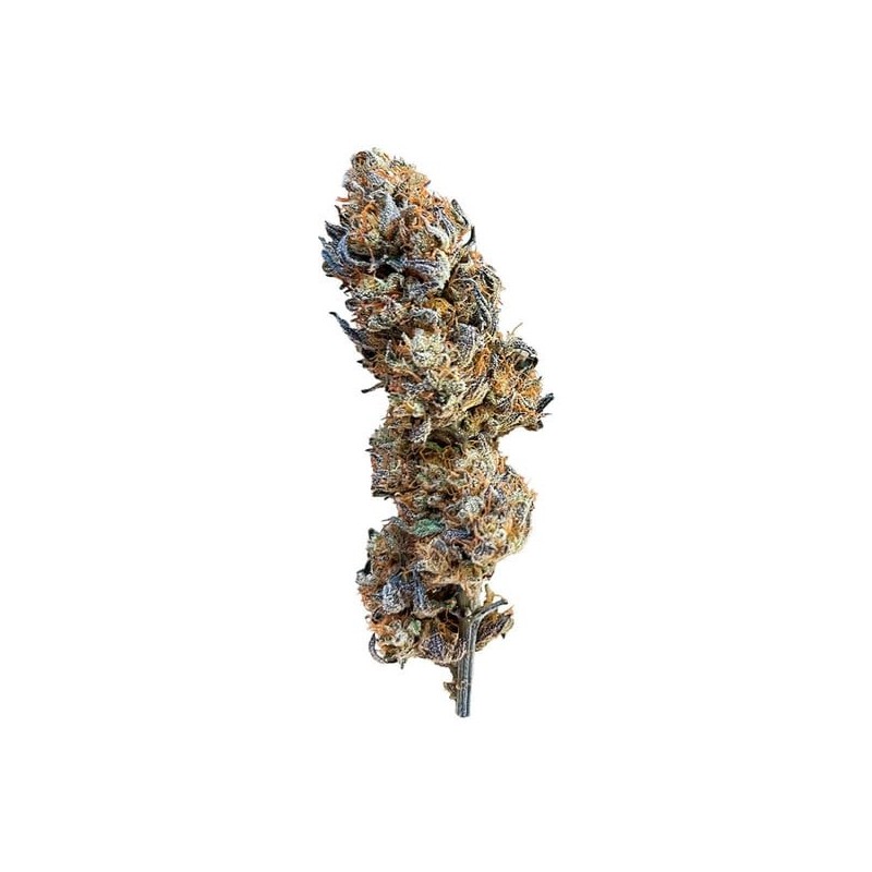 Mimosa semi cannabis Royal Queen Seeds