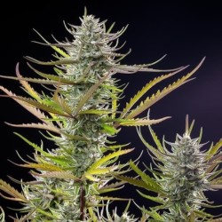 Mimosa semi cannabis Royal Queen Seeds