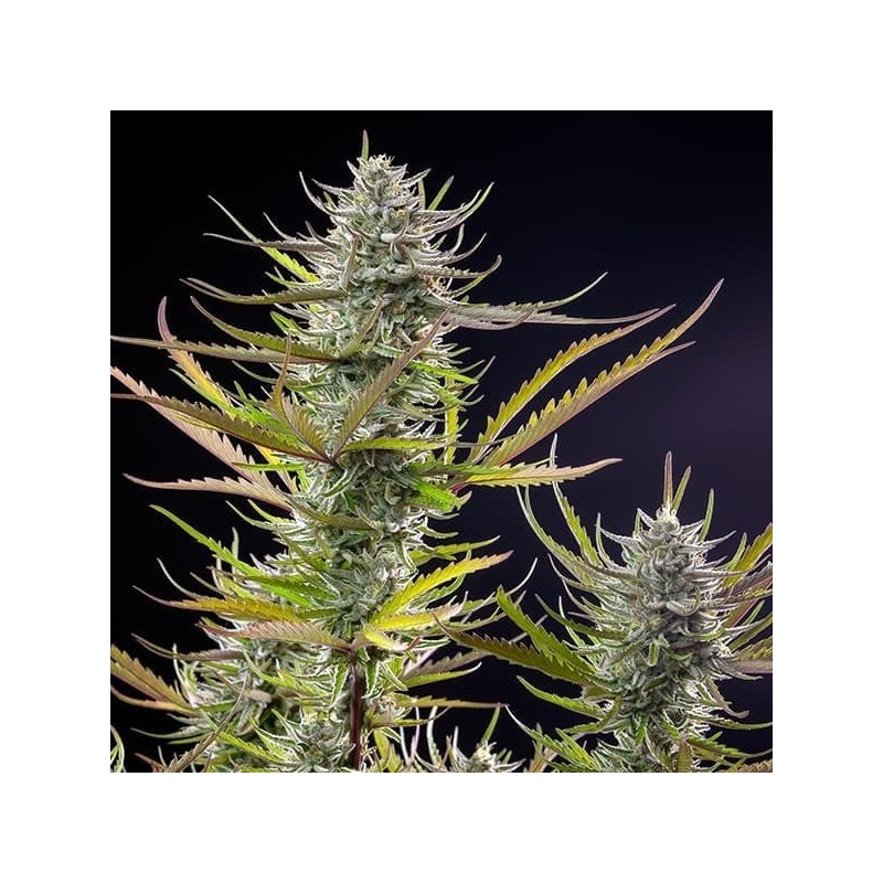 Mimosa semi cannabis Royal Queen Seeds