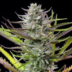 Mimosa semi cannabis Royal Queen Seeds