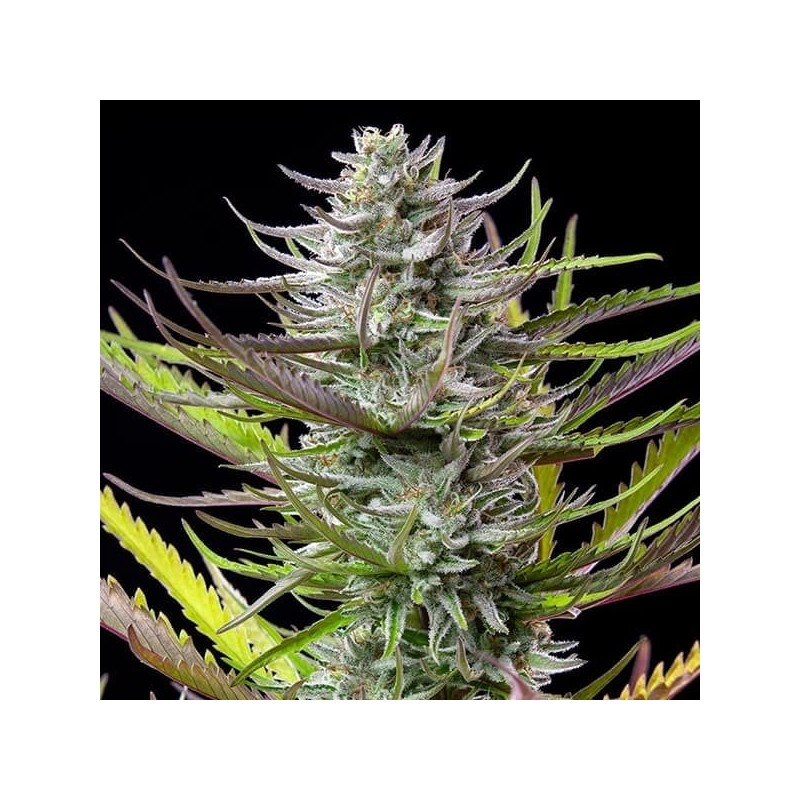 Mimosa semi cannabis Royal Queen Seeds