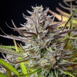 Mimosa semi cannabis Royal Queen Seeds