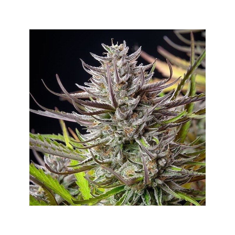 Mimosa semi cannabis Royal Queen Seeds