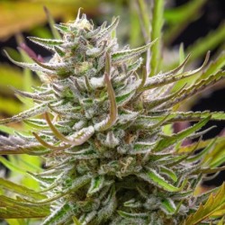 Mimosa semi cannabis Royal Queen Seeds